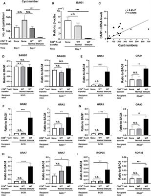 Dense granule protein 3 of Toxoplasma gondii plays a crucial role in the capability of the tissue cysts of the parasite to persist in the presence of anti-cyst CD8+ T cells during the chronic stage of infection